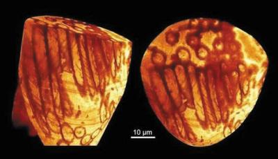 世界最古老精子现身 藏身1700万年前化石中(图)